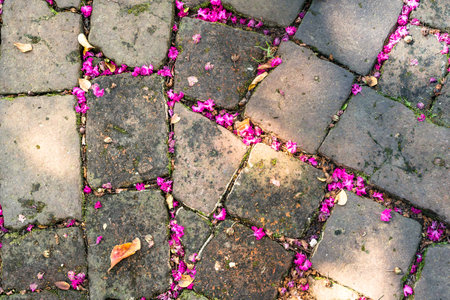 Old cobblestone bricks on ground with pink flower petalsの写真素材