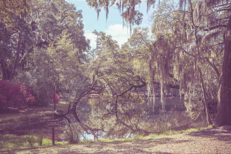 Soft toned vintage look outdoor springtime landscapeの写真素材