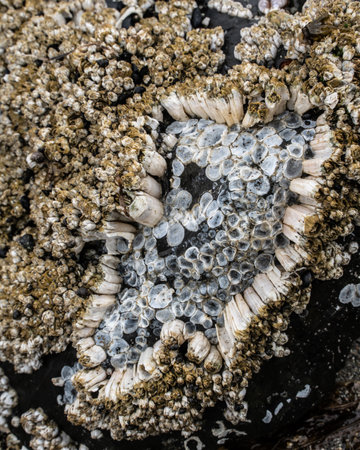 coastal sea growth will close-up details of barnacles lichen
