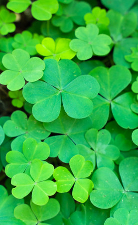 <p>Close-up of fresh green garden clover</p>
