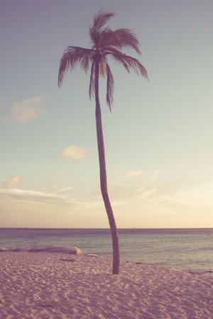 Idyllic palm tree on beach on tropical island at sunset. Image has vintage filterの写真素材