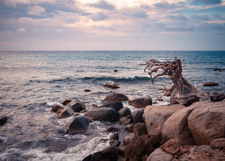 Travel landscape at Arashi Beach Aruba with ocean, rocks and twisted windswept treeの写真素材
