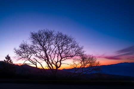 Silhouette of tree against colorful sunset sunrise sky with blue ridge mountains in the backgroundの写真素材