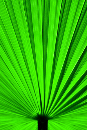 Closeup detailed image of vibrant green palm leaf pattern and textureの写真素材