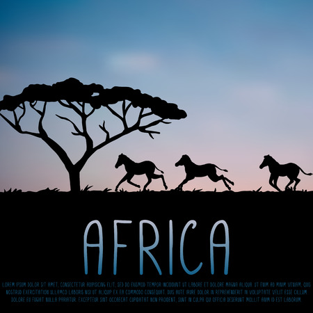 Africa illustration, zebras and acacia silhouette on blue sky backgroundのイラスト素材