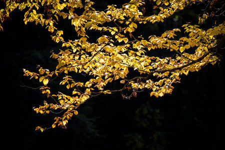 yellow leaves