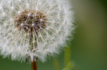 Dandelionの写真素材