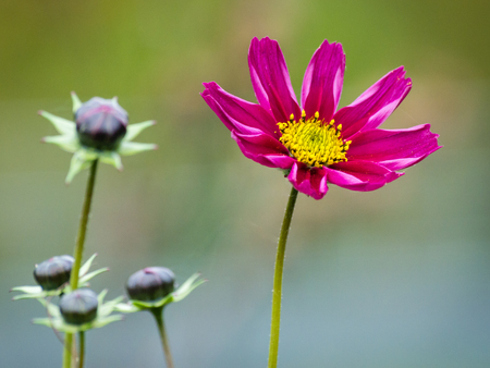Pink Flowerの写真素材