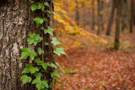 Ivy on treeの写真素材