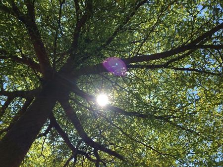 Fair daylight through treeの素材