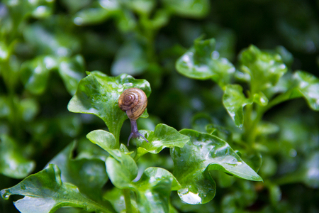 snail on wet green leaves, low key, selective focus, after rainの写真素材
