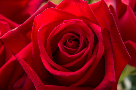 red carnations and roses isolated on white backgroundの写真素材