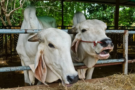 Cow and friend