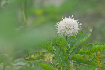 Scabiosa siamensis Craib. Forest flower at Mountain Chiang Dao national park, Chiang Mai, Thailand
