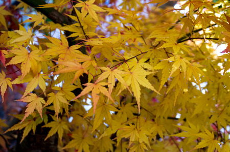 Yellow maples in the winter from Tokyo, Japan.