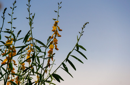 Crotalaria juncea flower under blue sky background.の写真素材