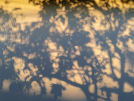 Shadow of tree on white wall with sunset light