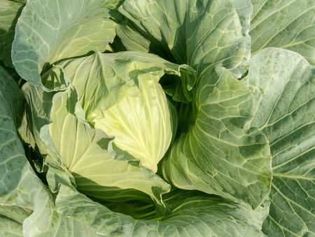 Closeup of organic green cabbage in the farm.の写真素材