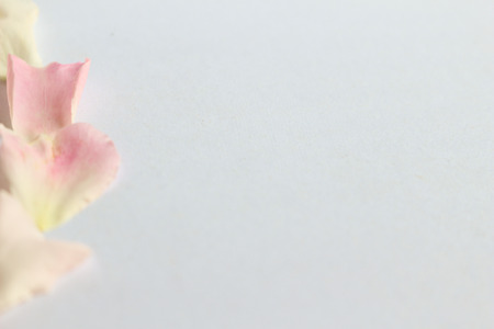 Petals pink damask rose left side on white background, copy space for textの写真素材