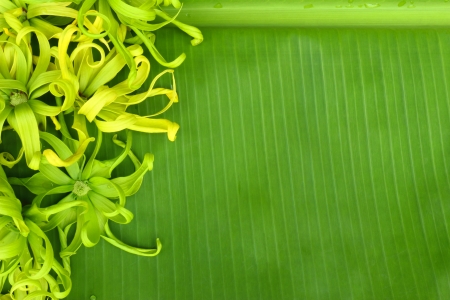 Beautiful flower on bananaの写真素材