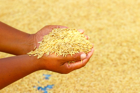 Rice kernel in farmer's hand.の写真素材