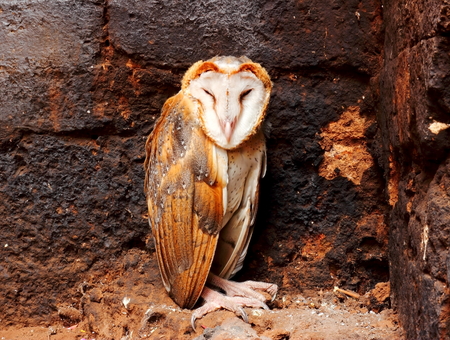 Close up a Barn Owl.の写真素材