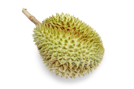Fresh durian isolated on white background.King of fruits.の写真素材