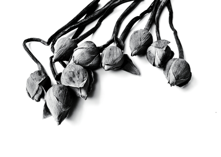 withered Water lily or lotus Flowers on black and white background color.の写真素材