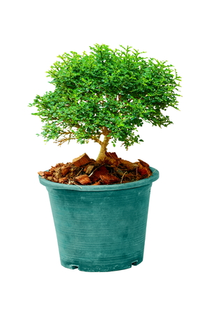 Close-up a tree in flowerpot isolated on white background.の写真素材