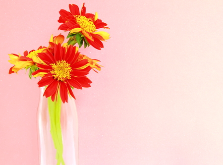Close-up beautiful flower in a glass vase.の写真素材