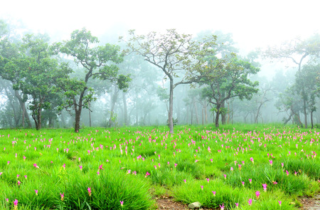 A beautiful Fields of flowers,Krachiao field in Sai Thong National Park in Chaiyaphum province northeastern  of Thailand.の写真素材