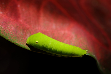 Green Caterpillar crawl on a leaf.の写真素材