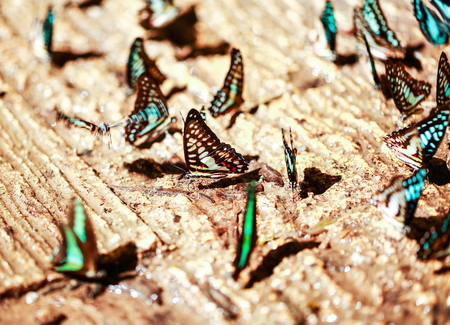 close up group of beautiful butterfly.の写真素材