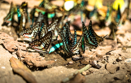 close up group of beautiful butterfly.の写真素材