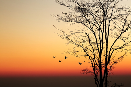 Sunrise and silhouette tree on beautiful colors sky.の写真素材