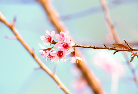 pink blossom sukura flowers in Thailand.の写真素材