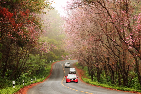 Beautiful pink sakura landscape view on road at Doi Ang Khang, Chiang Mai ,Thailand.の写真素材