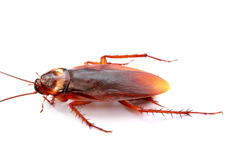 closeup cockroach isolated on white background.の写真素材