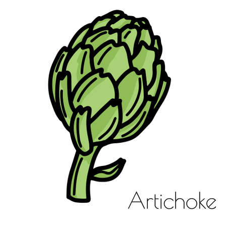 Fresh green artichoke. Vector isolated on white background.のイラスト素材