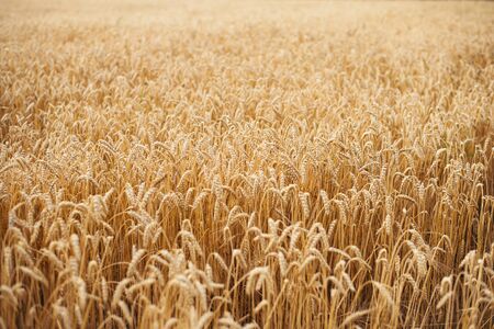 Wheat field. Ears of golden wheat close up. Beautiful Nature Sunset Landscape. Rural Scenery under Shining Sunlight. Background of ripening ears of wheat field. Rich harvest Concept.の写真素材