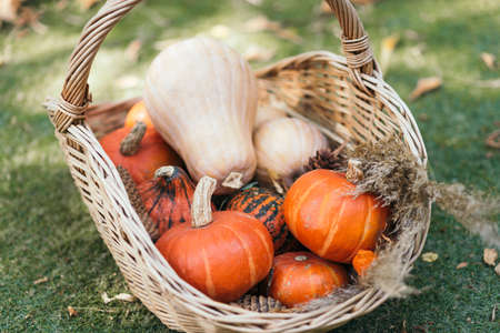 Basket full of ripe mini pumpkins in an autumnal garden covered in fallen leaves. close-up. autumn season concept, fall still life, harvest time, thanksgiving symbolの写真素材