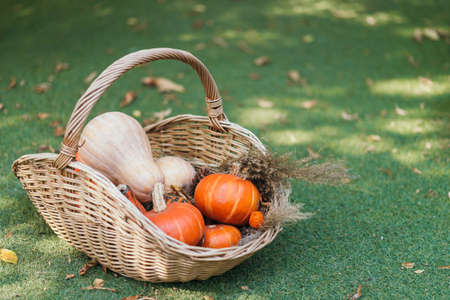 Basket full of ripe mini pumpkins in an autumnal garden covered in fallen leaves. green grass. copy space.の写真素材