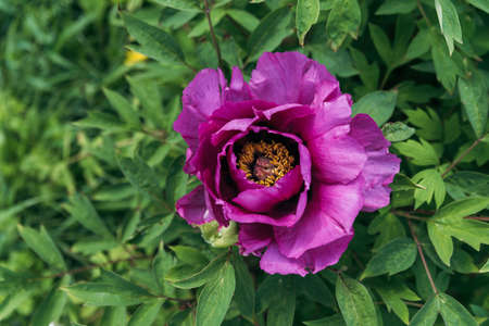 Purple peony flower. Paeonia lactiflora (Chinese peony or common garden peony). Beautiful purple peonies growing.の写真素材
