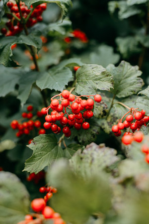 Bunches of red viburnum berries on a branch in the garden. Viburnum berries and leaves outdoors in autumn.の写真素材