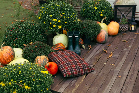 Autumn still life with colorful pumpkins and season flowers.の写真素材