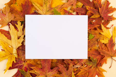 white blank card on the autumn background with fallen leaves. mock-up.の写真素材