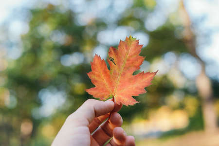 autumn fallen orange dry leaf of a maple tree in a woman's hand against the blurred background....