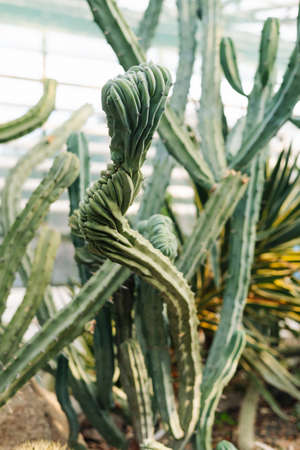 tall cactus bushes in botanical garden on a cactus farm. green house. high quality photoの写真素材