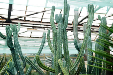 tall cactus bushes in botanical garden on a cactus farm. green house. high quality photo