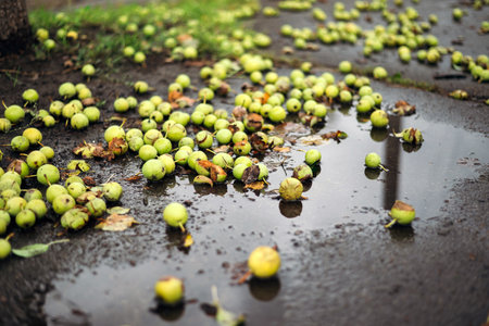 fallen apples lie in a puddle on the ground. rainy autumn weather.の写真素材